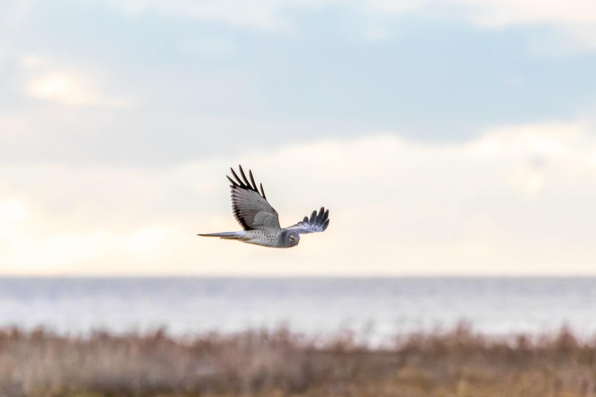 Northern Harrier - ML646571652