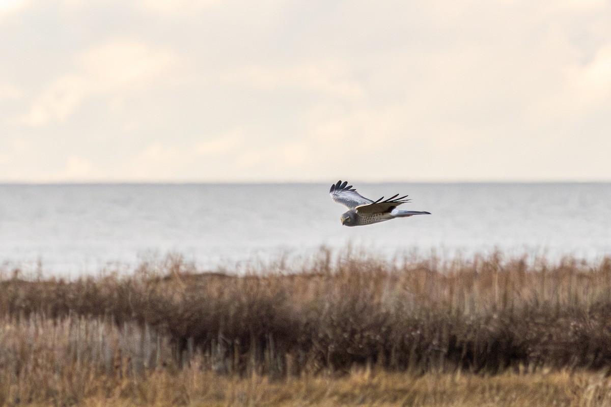 Northern Harrier - ML646571653