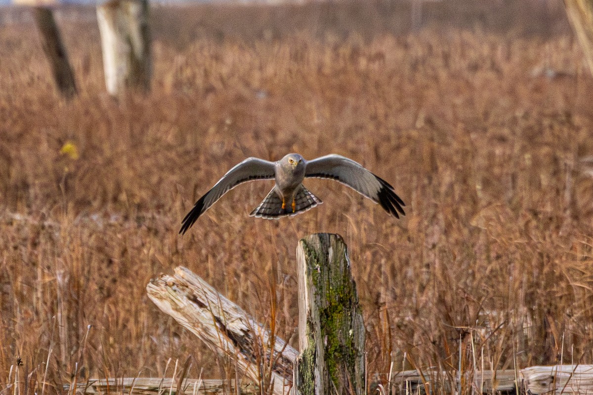Northern Harrier - ML646571654