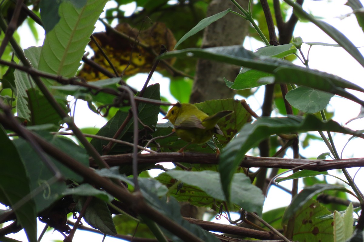 Wilson's Warbler - ML646571655