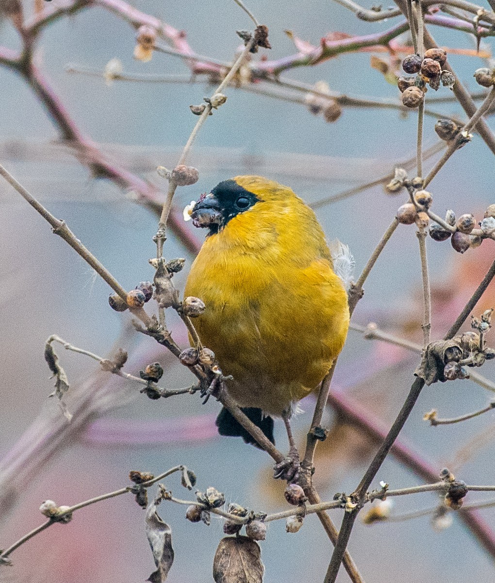 Orange Bullfinch - ML646571656