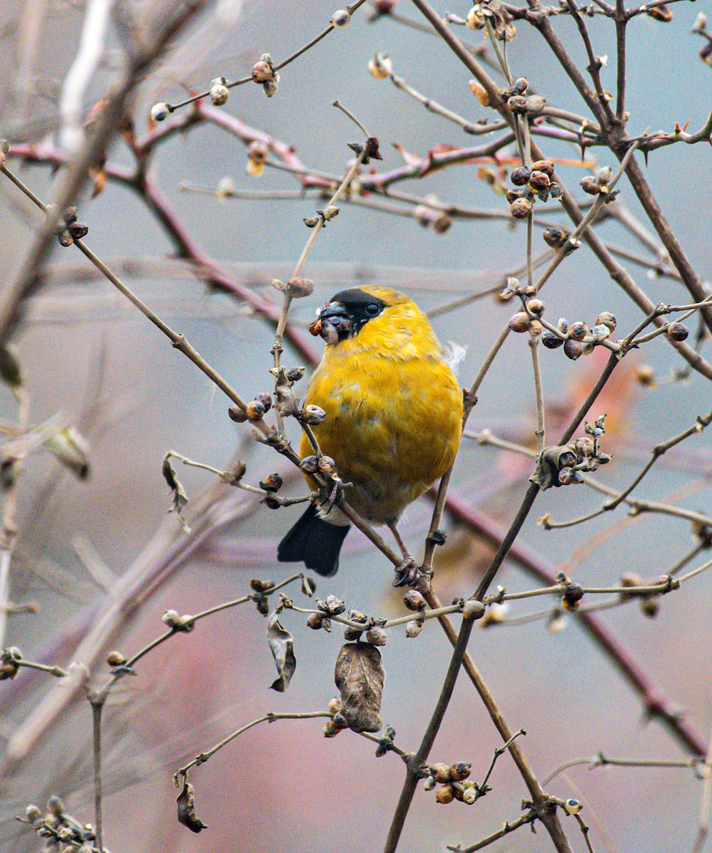 Orange Bullfinch - ML646571657