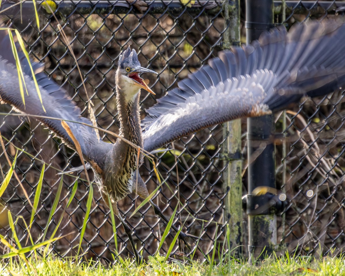 volavka velká - ML646571658