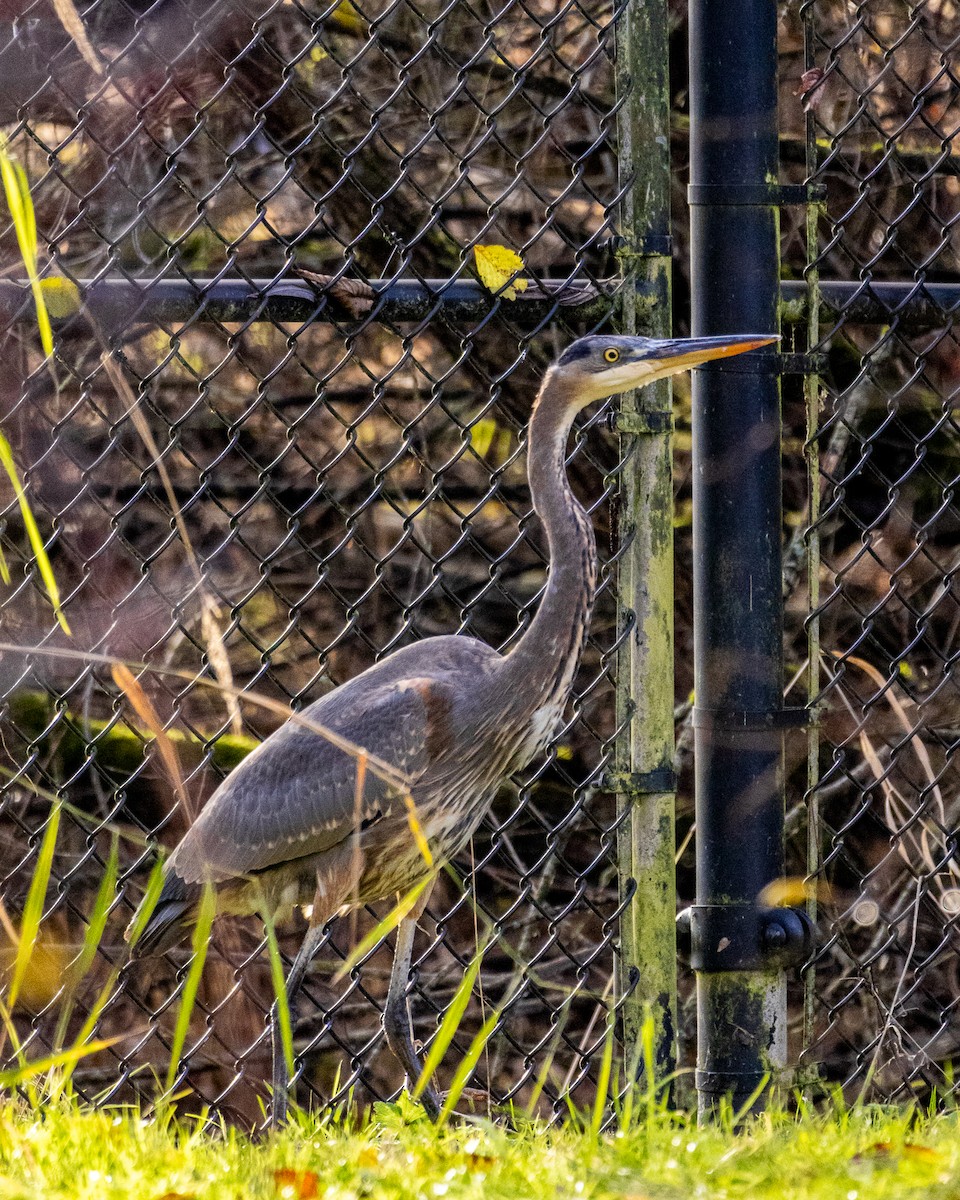 volavka velká - ML646571659