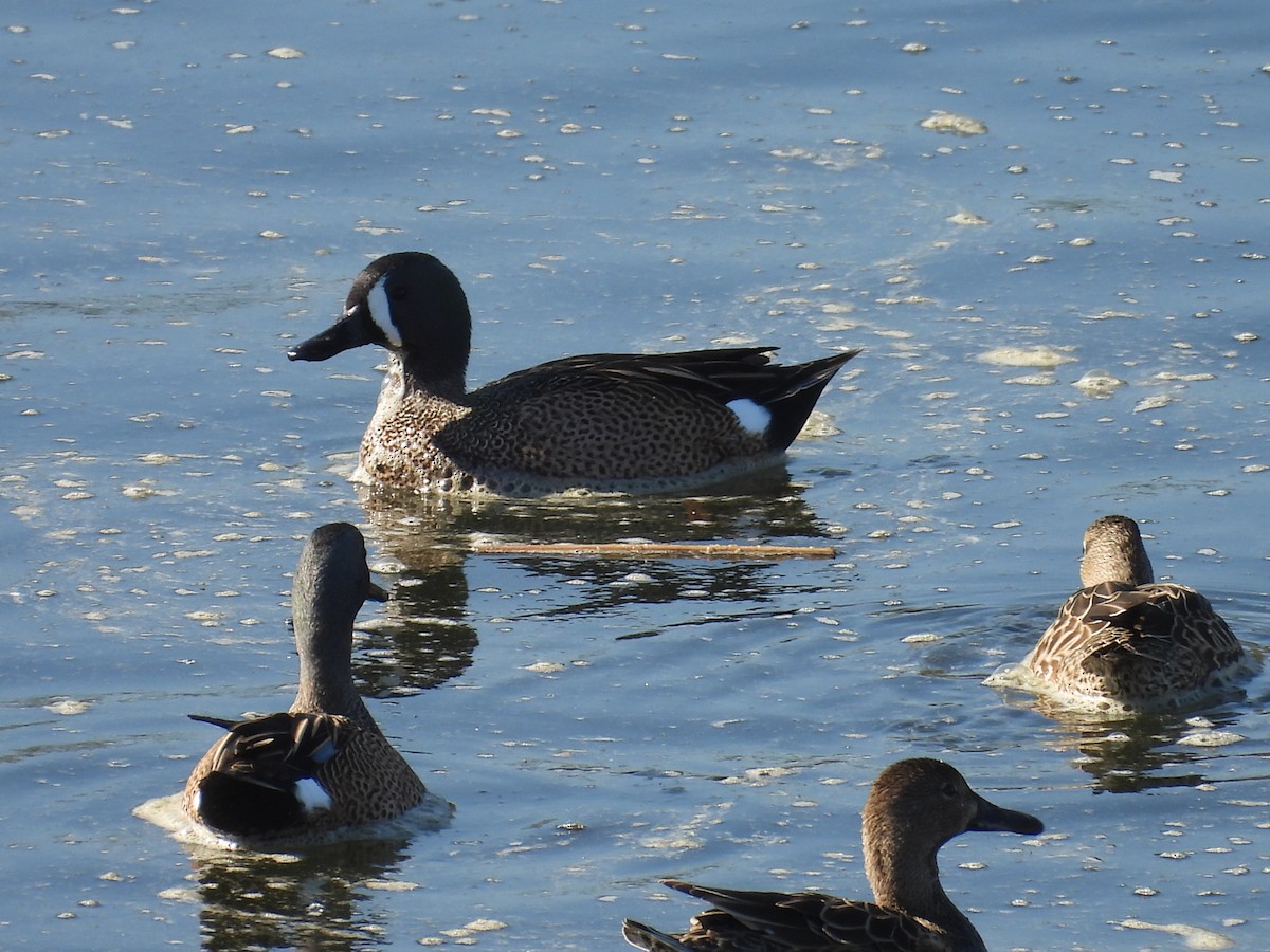 Чирянка блакитнокрила - ML646571660