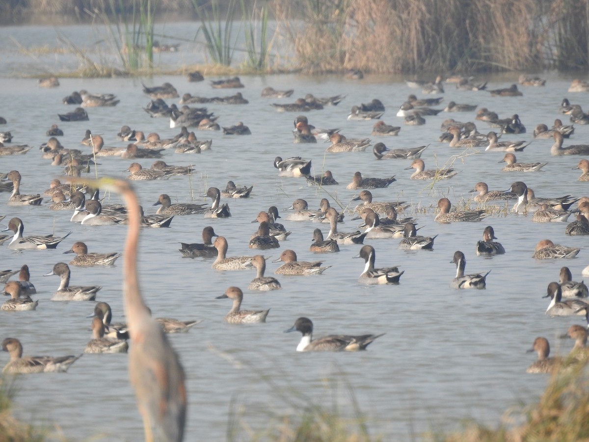 Northern Pintail - ML646571661