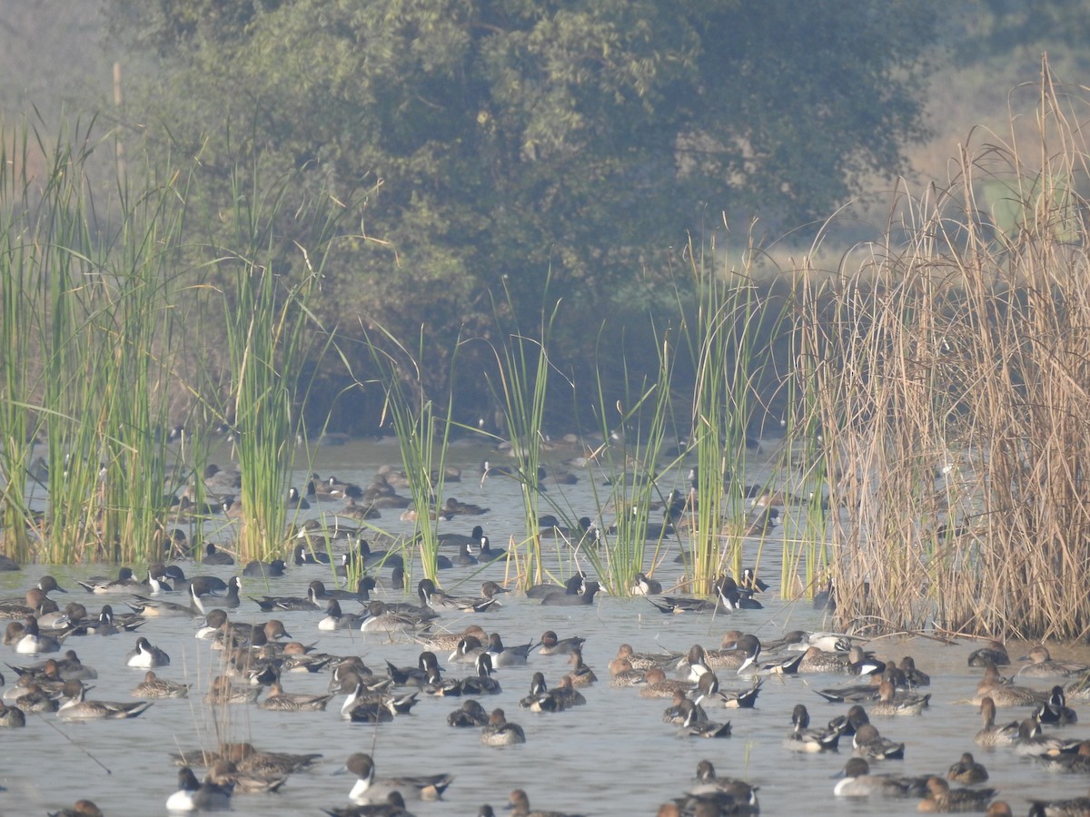 Northern Pintail - ML646571662