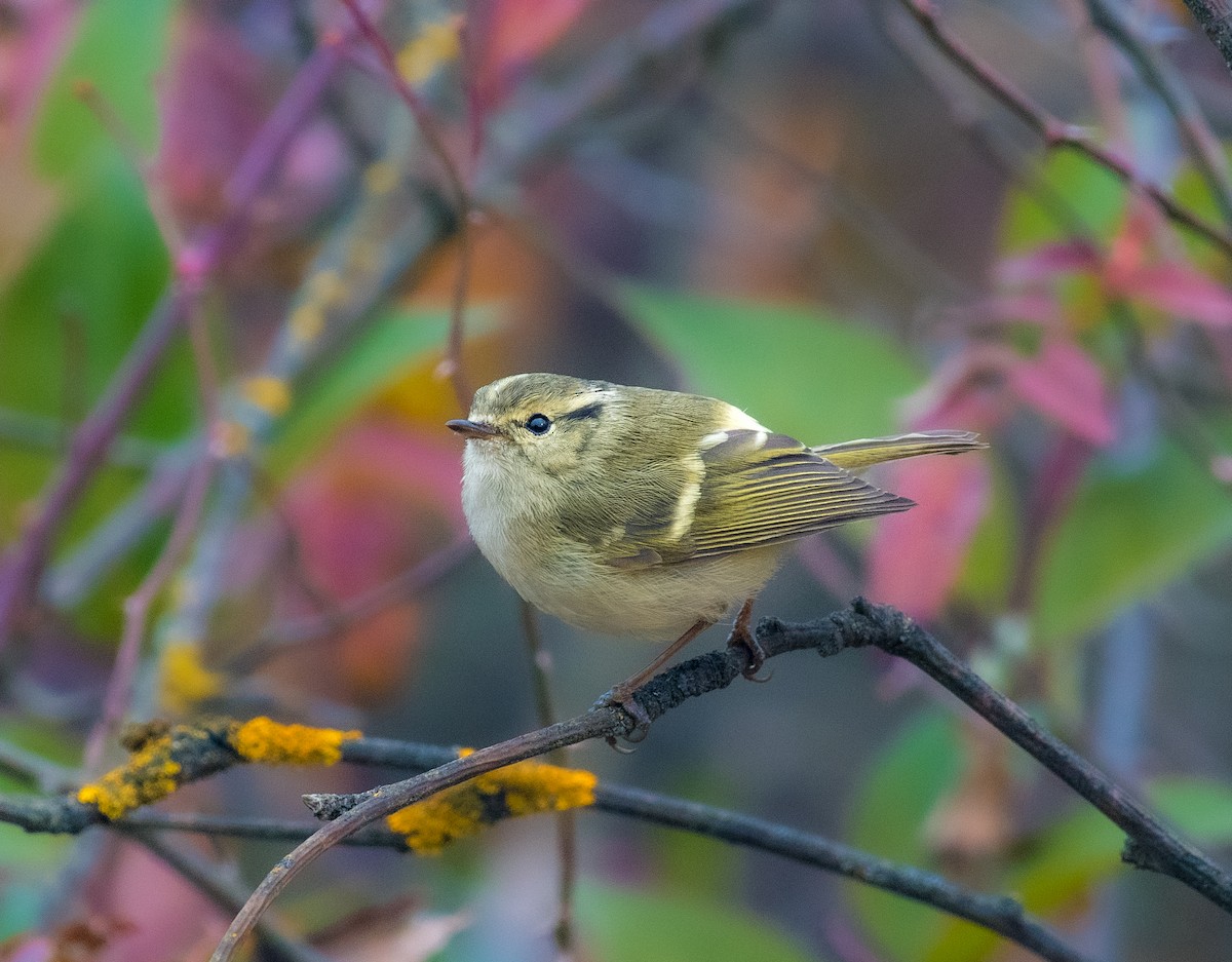 Lemon-rumped Warbler - ML646571664
