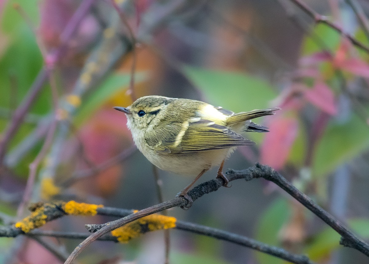 Lemon-rumped Warbler - ML646571665
