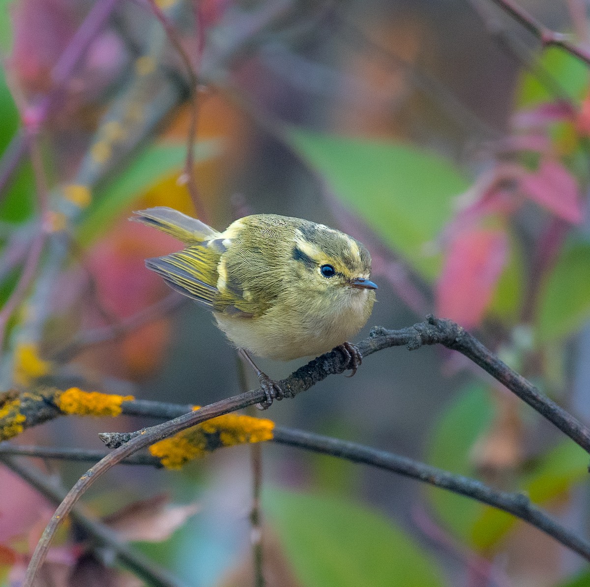 Lemon-rumped Warbler - ML646571666