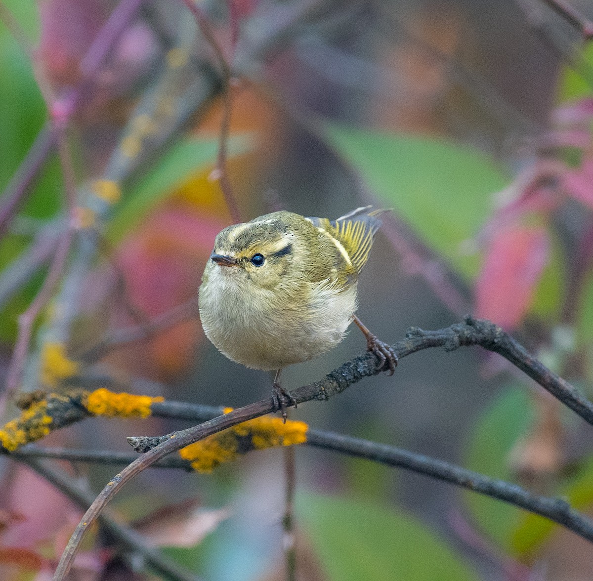 Lemon-rumped Warbler - ML646571667