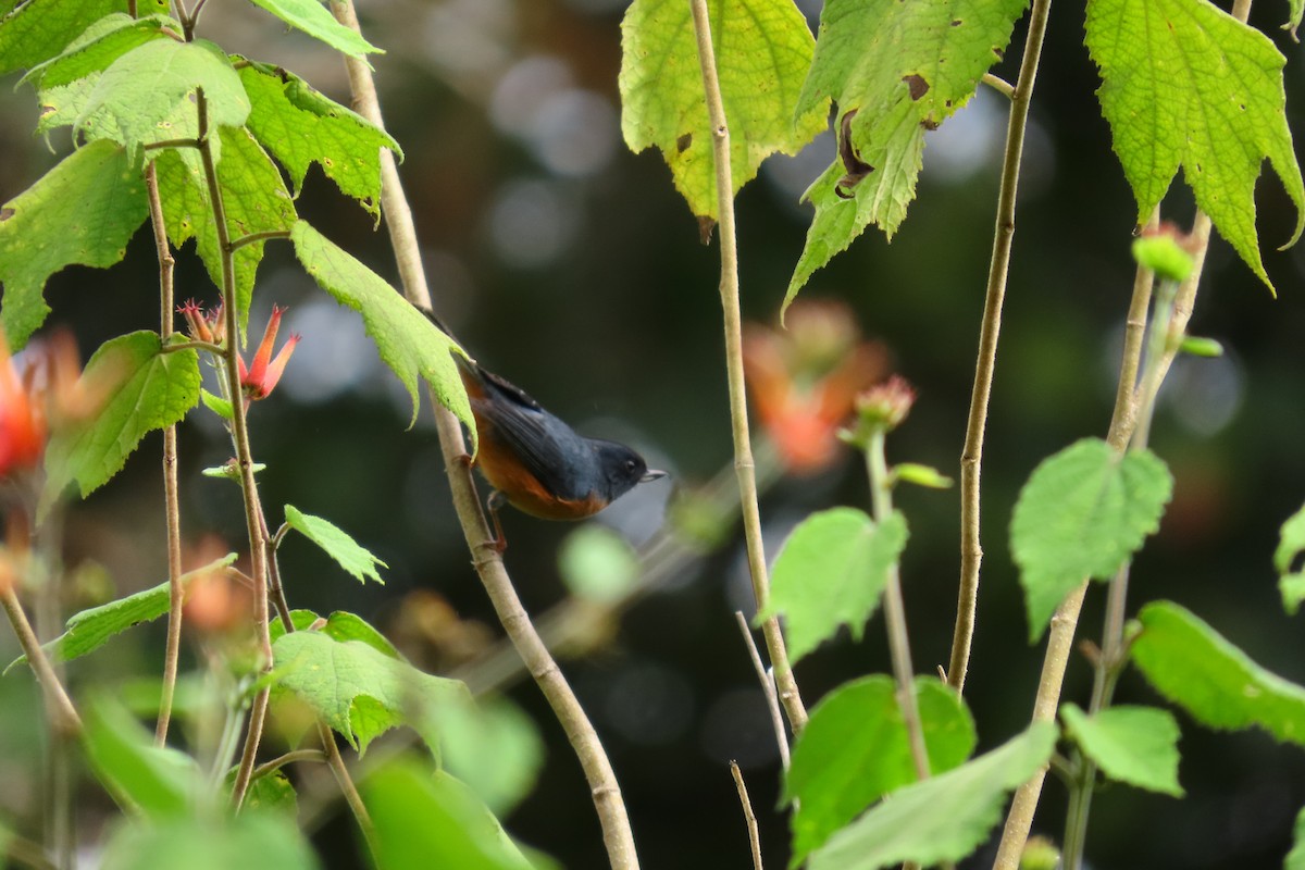Cinnamon-bellied Flowerpiercer - ML646571669