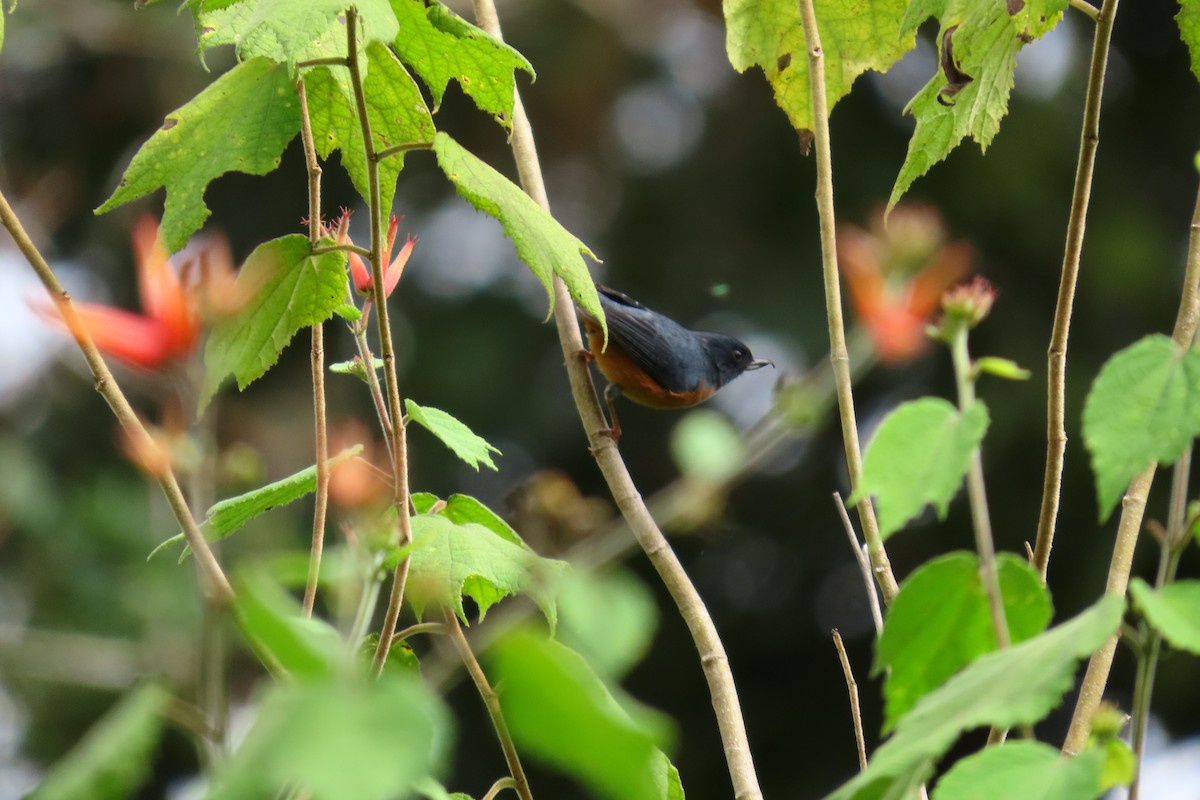 Cinnamon-bellied Flowerpiercer - ML646571670
