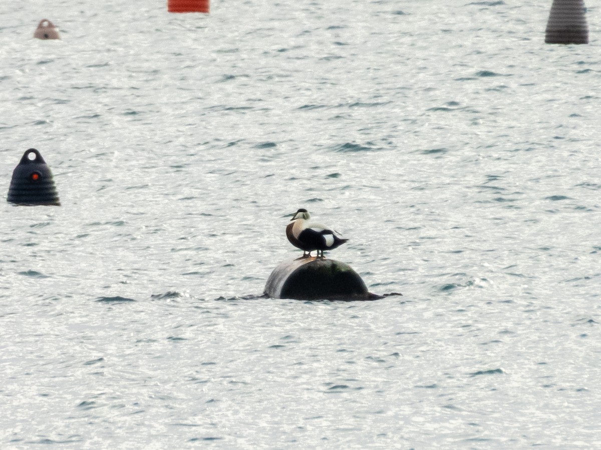 Common Eider - ML646571676