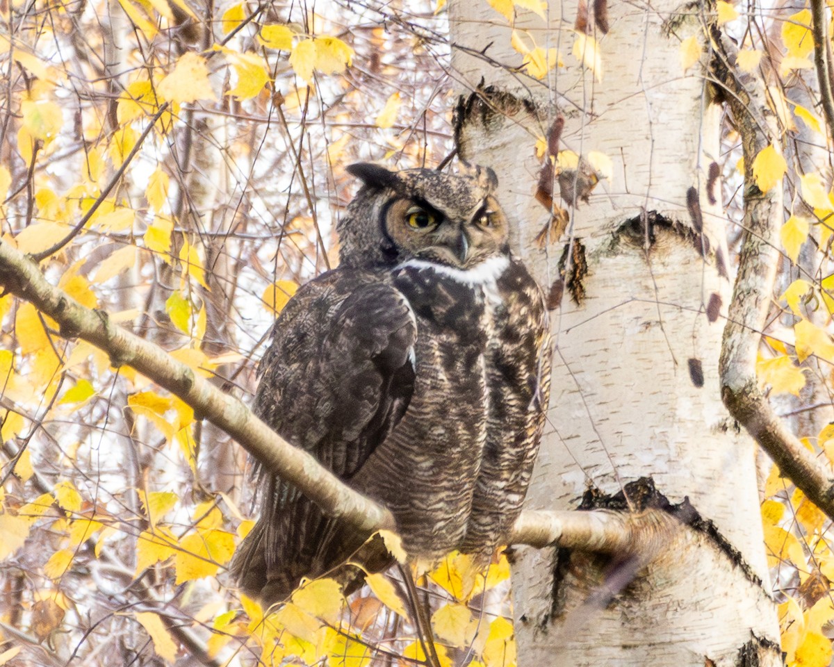 výr virginský - ML646571677