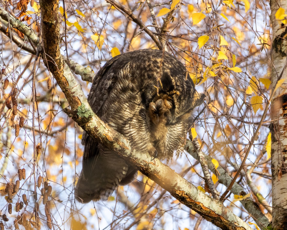 výr virginský - ML646571678