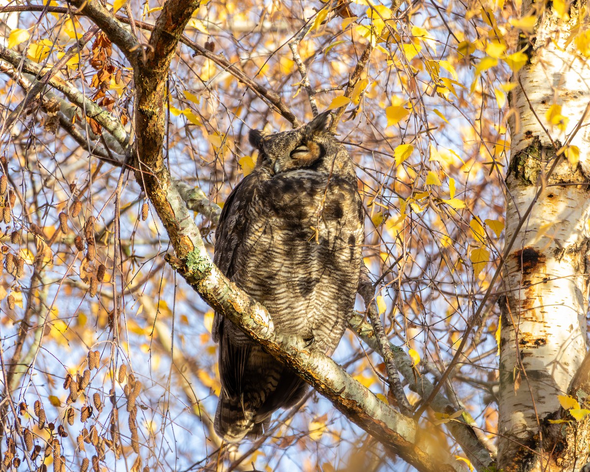 výr virginský - ML646571679