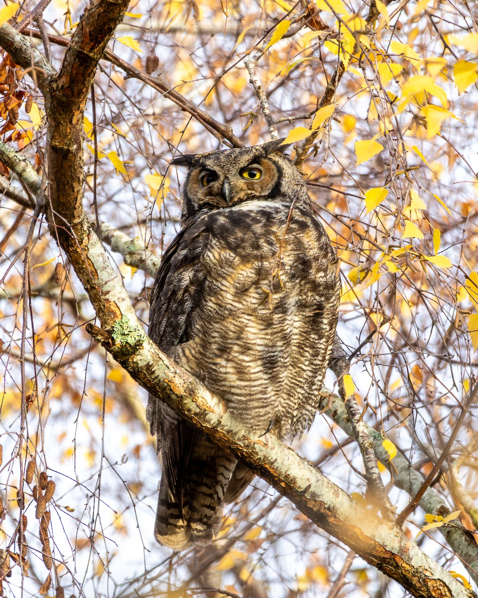 výr virginský - ML646571680