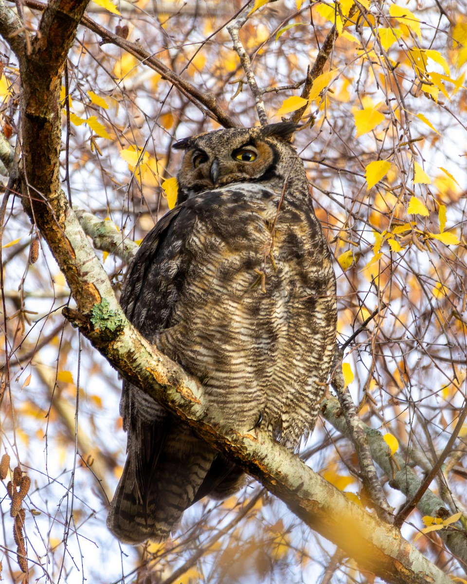 výr virginský - ML646571681