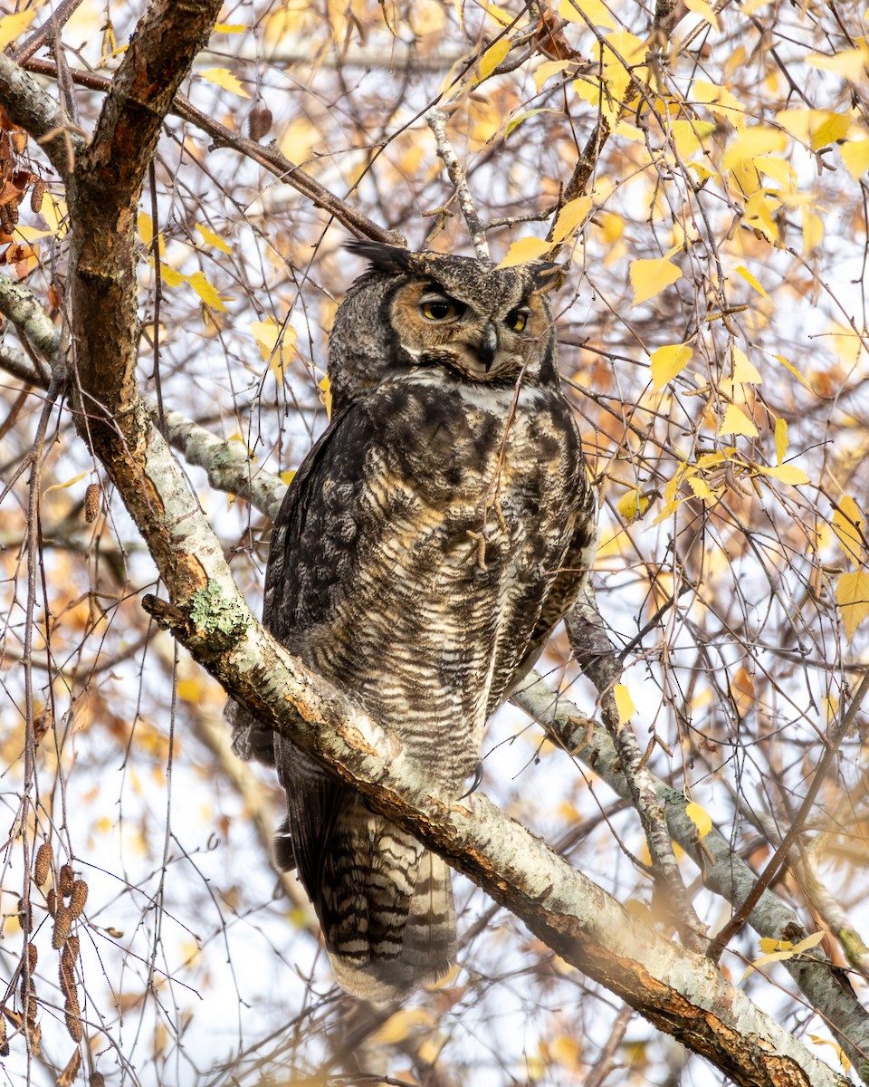 výr virginský - ML646571682