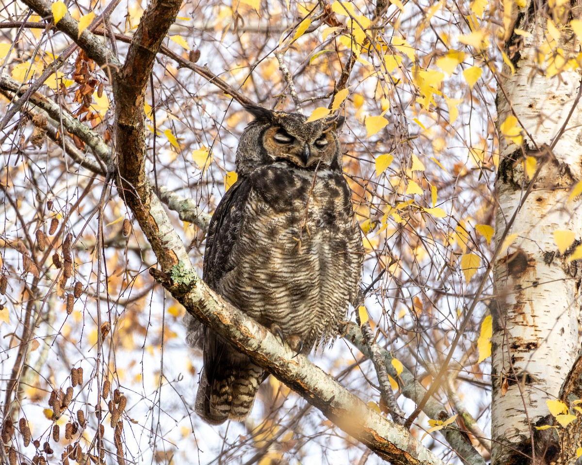 výr virginský - ML646571683