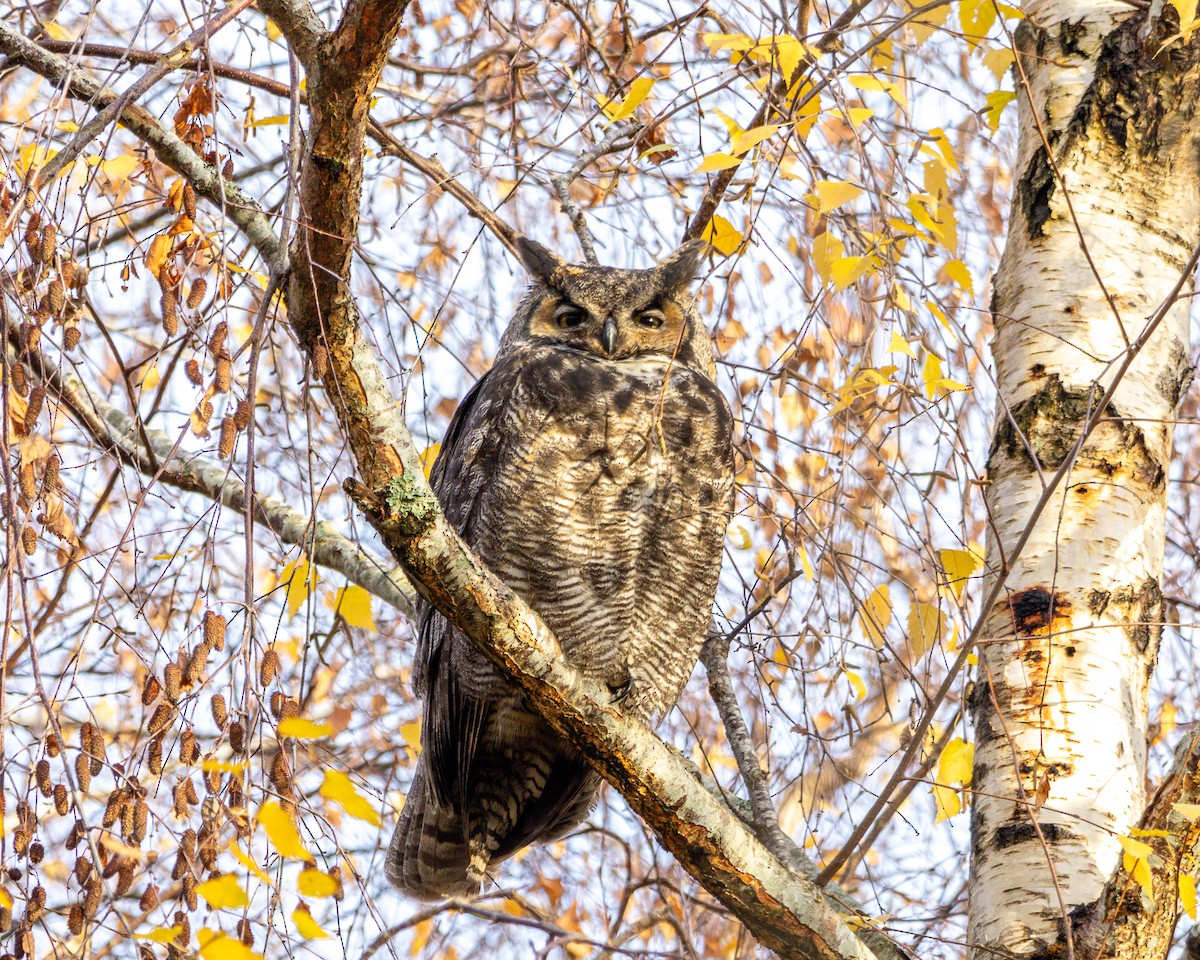 výr virginský - ML646571684