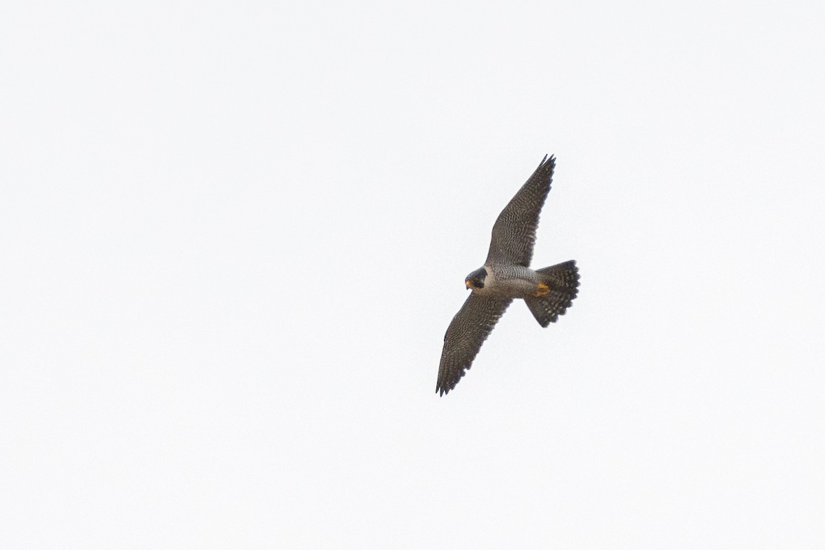 Peregrine Falcon - ML646571686