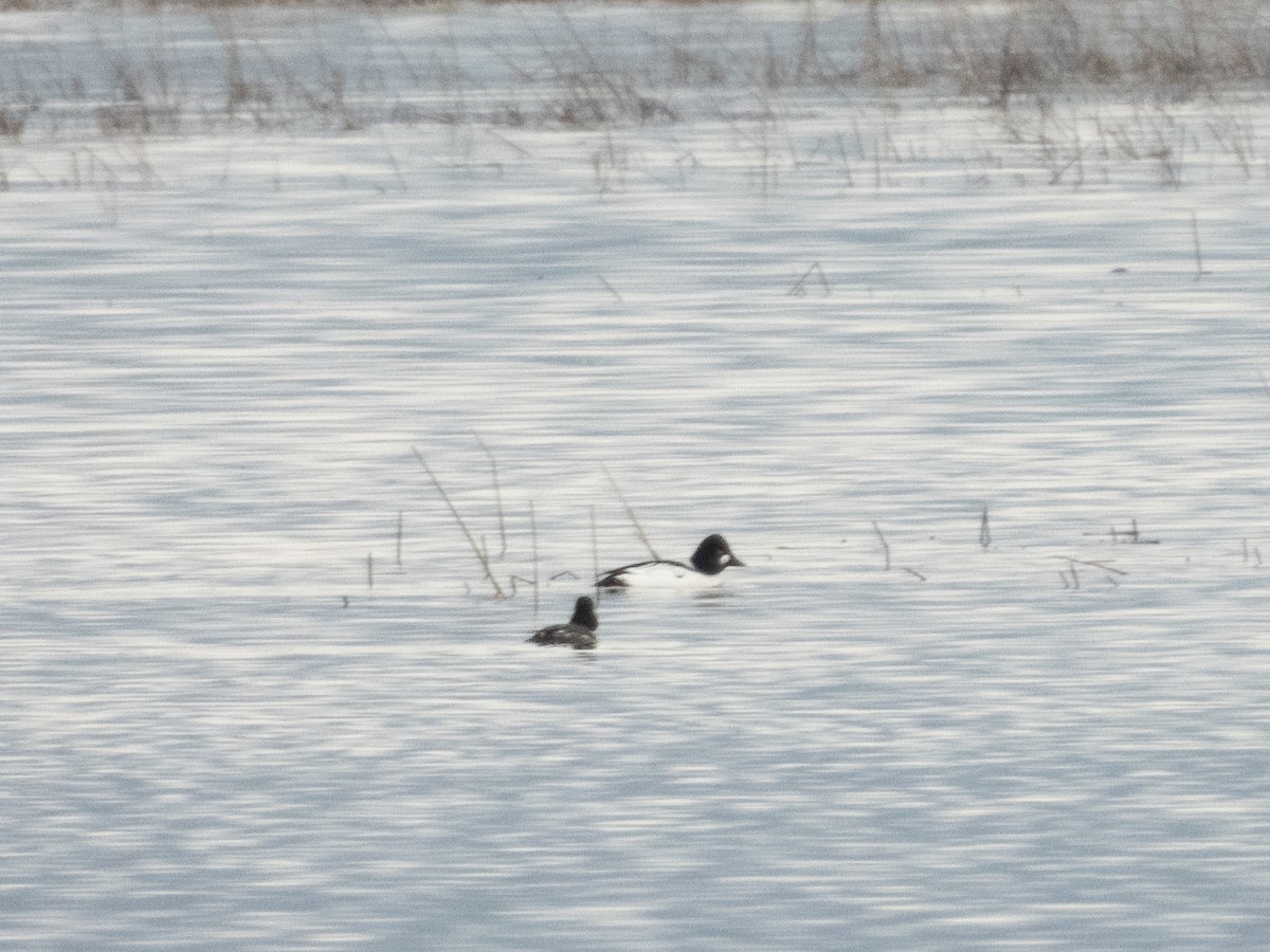 Common Goldeneye - ML646571687