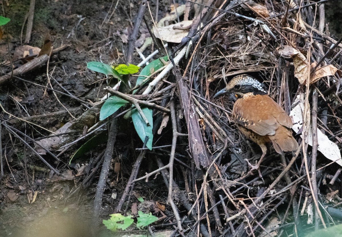 ツノヤイロチョウ - ML646571688