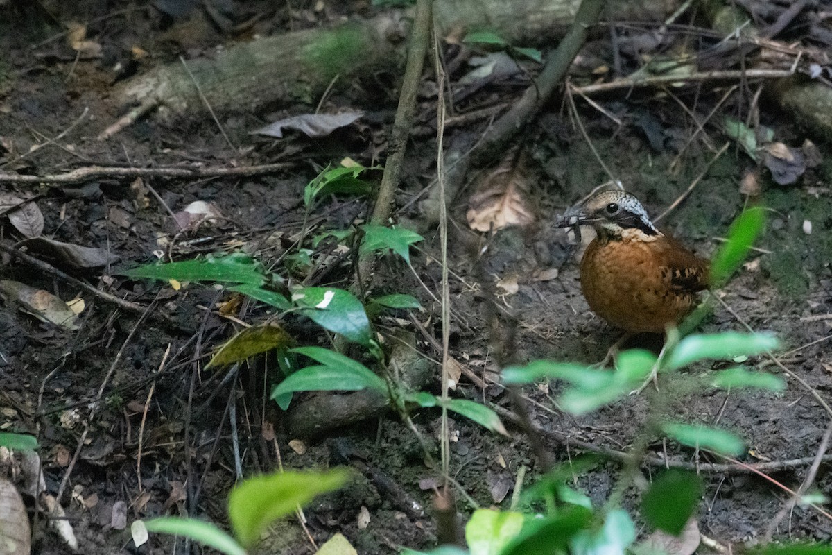 ツノヤイロチョウ - ML646571689