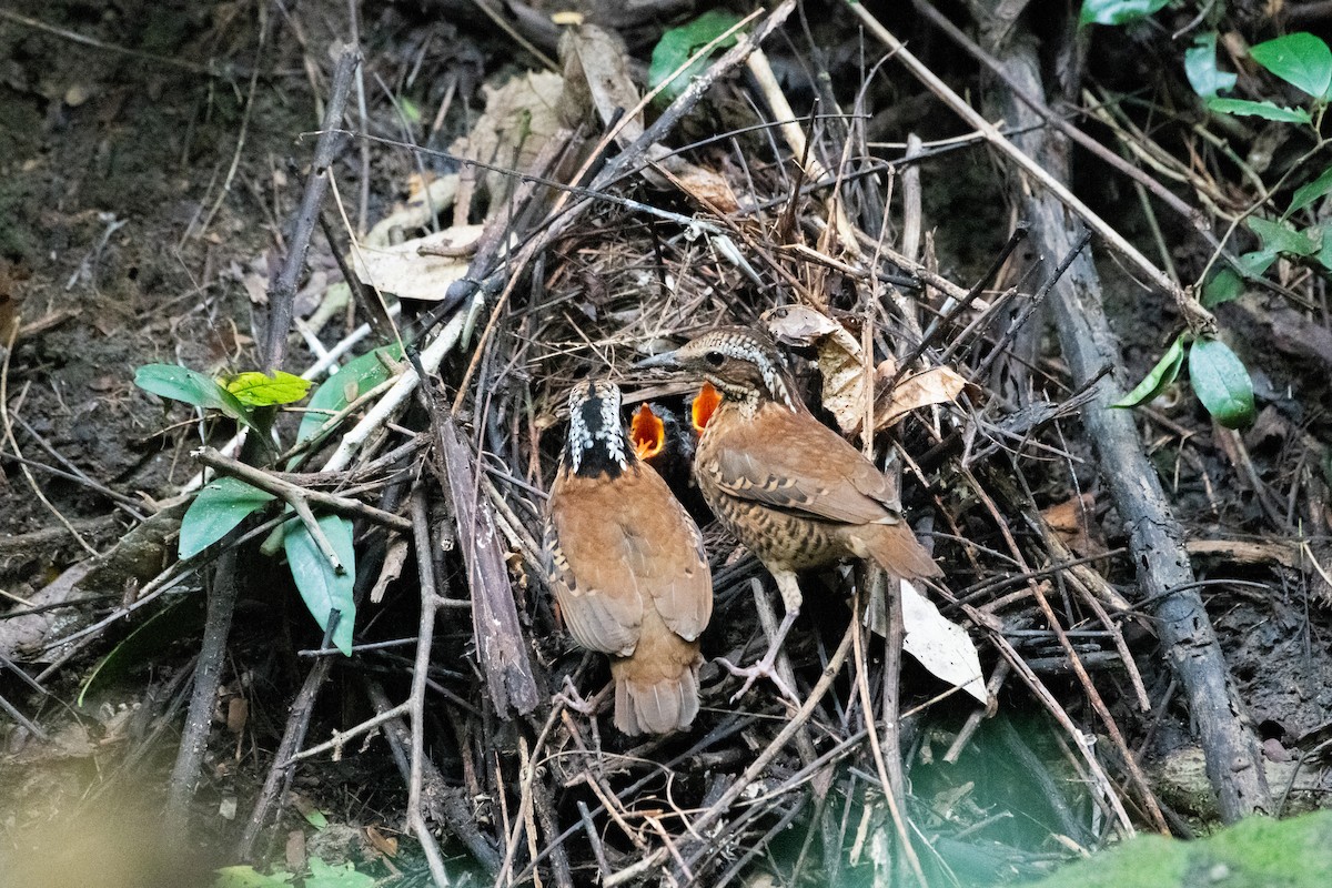 ツノヤイロチョウ - ML646571690