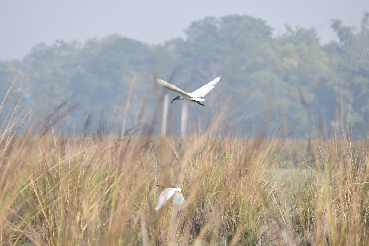 黑頭白䴉 - ML646571692