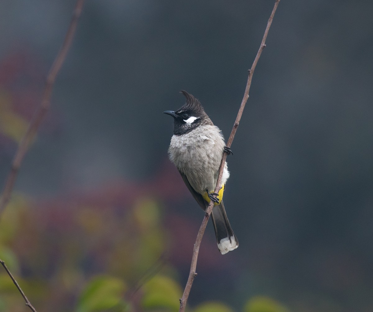 Himalayan Bulbul - ML646571695