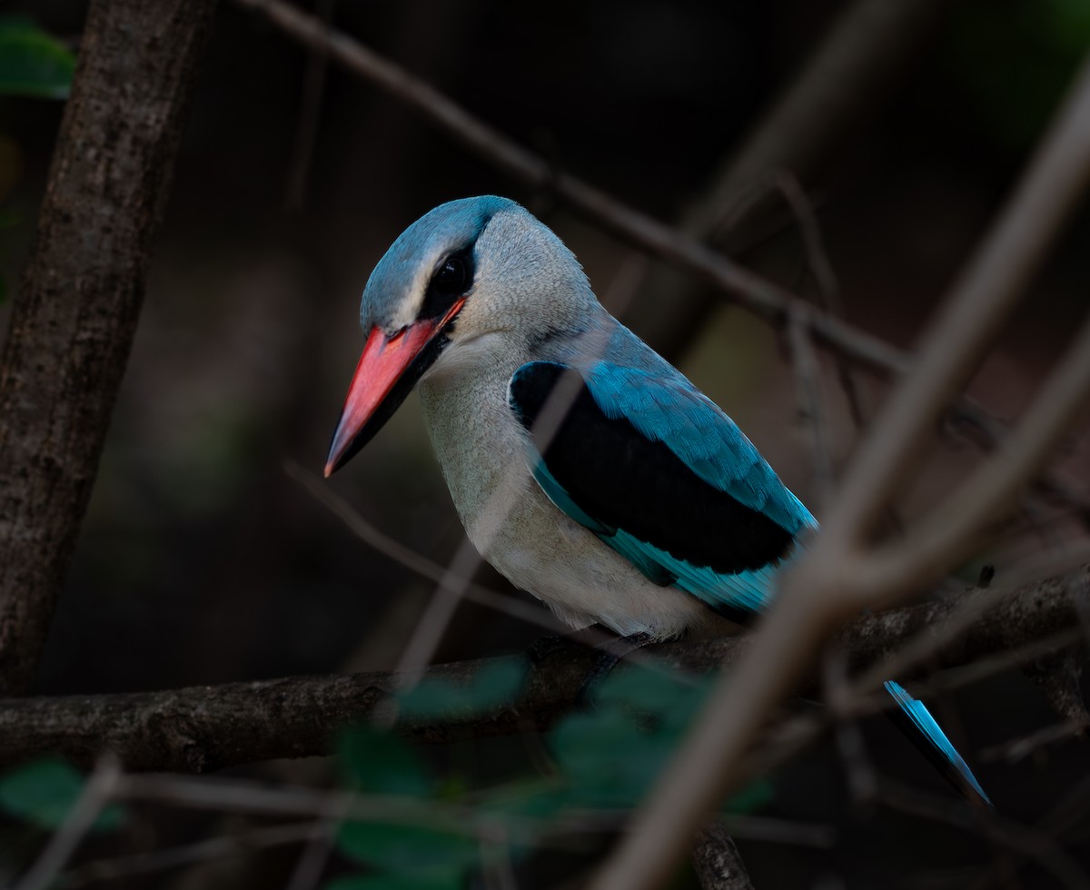 Woodland Kingfisher - ML646571696
