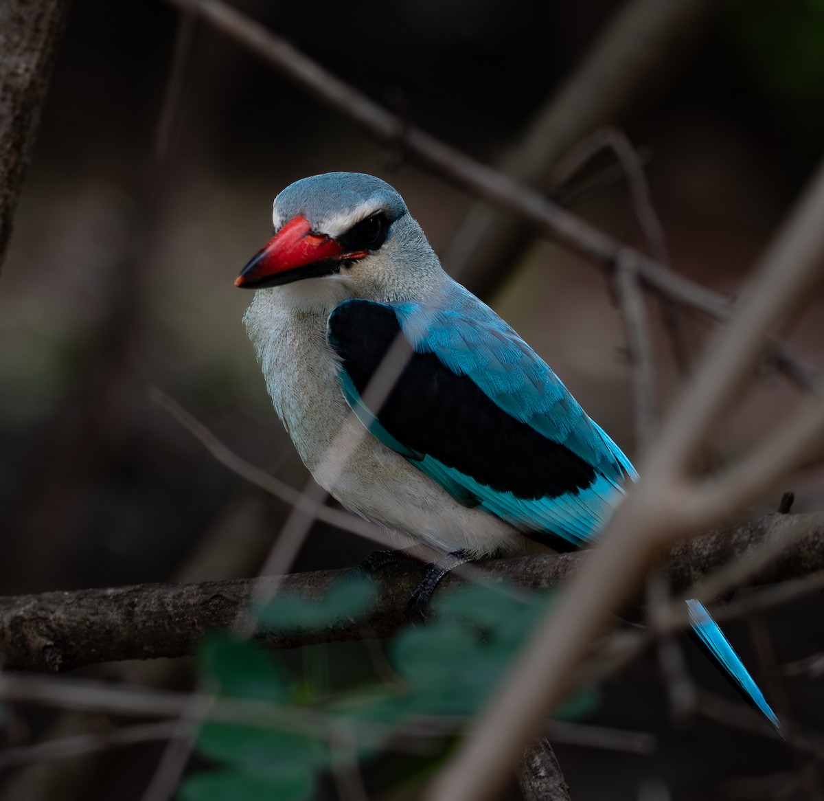 Woodland Kingfisher - ML646571697
