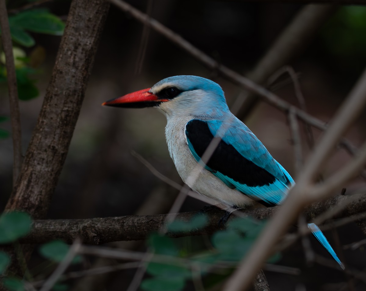 Woodland Kingfisher - ML646571698