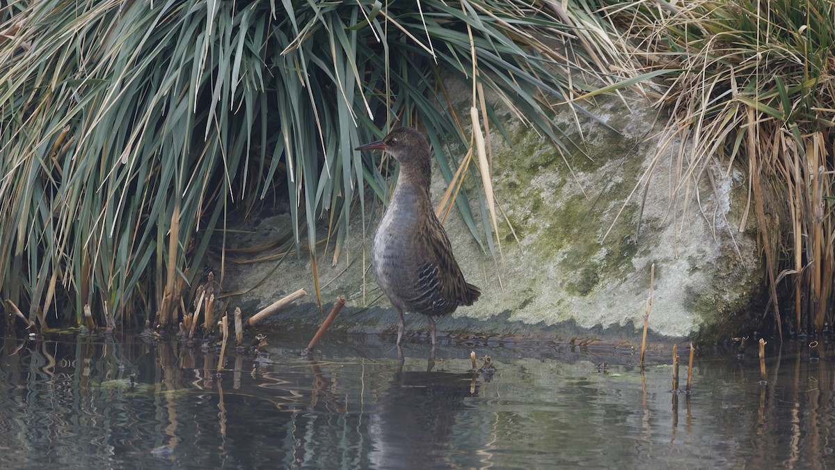 Water Rail - ML646571699