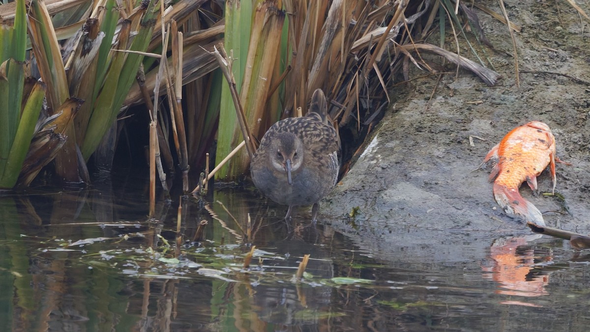 Water Rail - ML646571701