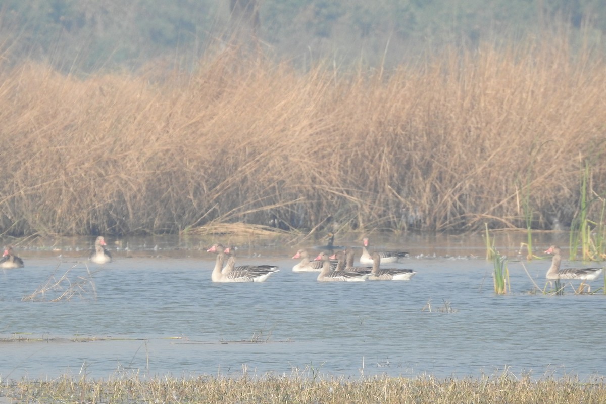 Graylag Goose - ML646571703