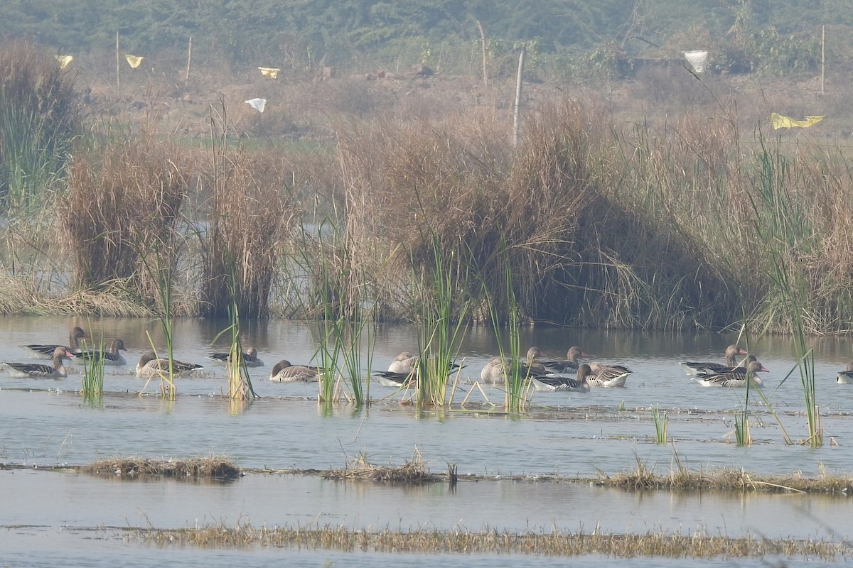 Graylag Goose - ML646571704