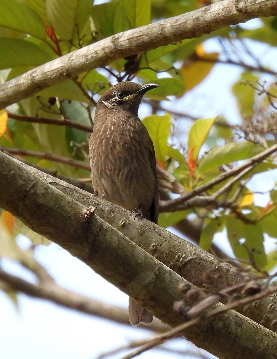 Yungela Balkuşu - ML646571705