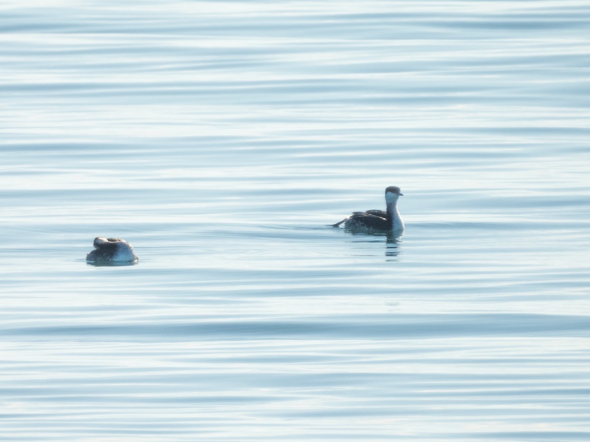 Txilinporta urrebelarria - ML646571708