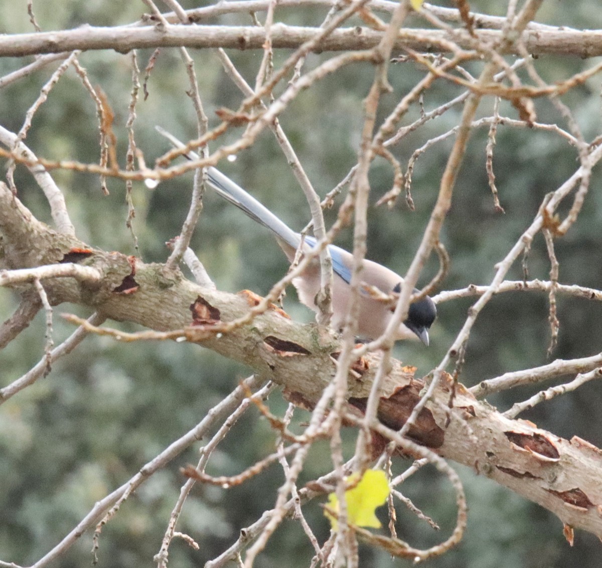 Mika urdin iberiarra - ML646571710