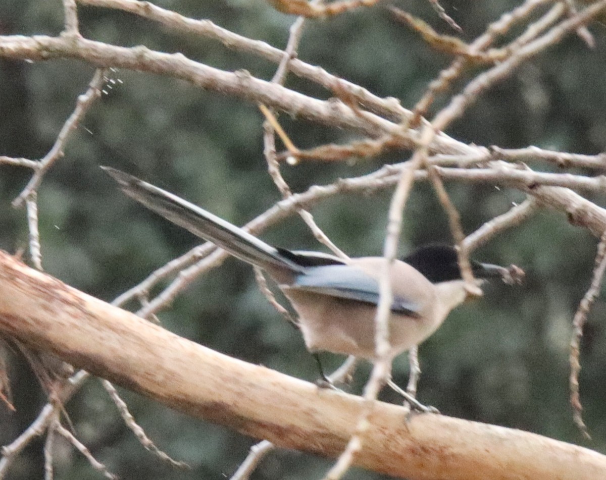 Mika urdin iberiarra - ML646571711