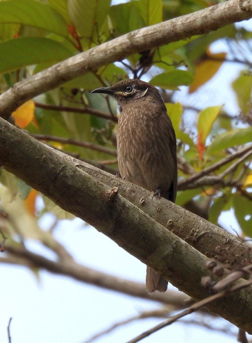 Yungela Balkuşu - ML646571712