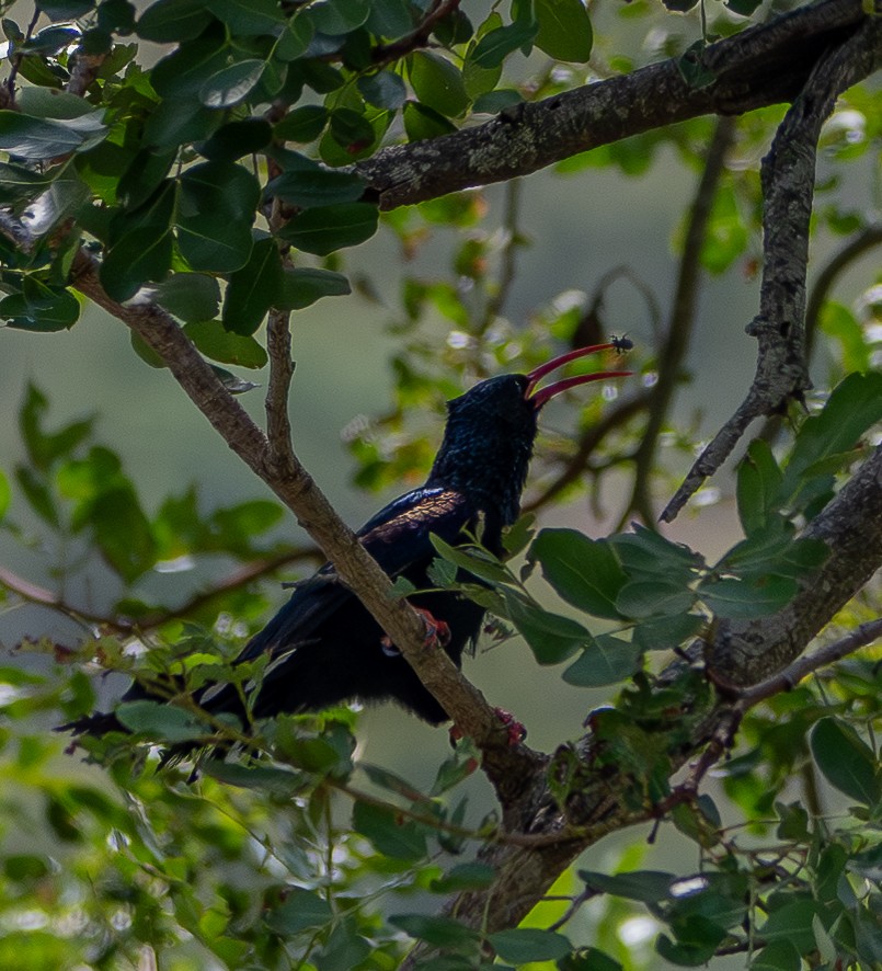 Green Woodhoopoe - ML646571713
