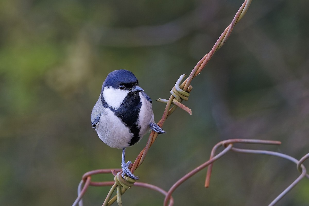 シジュウカラ（cinereus グループ） - ML646571714