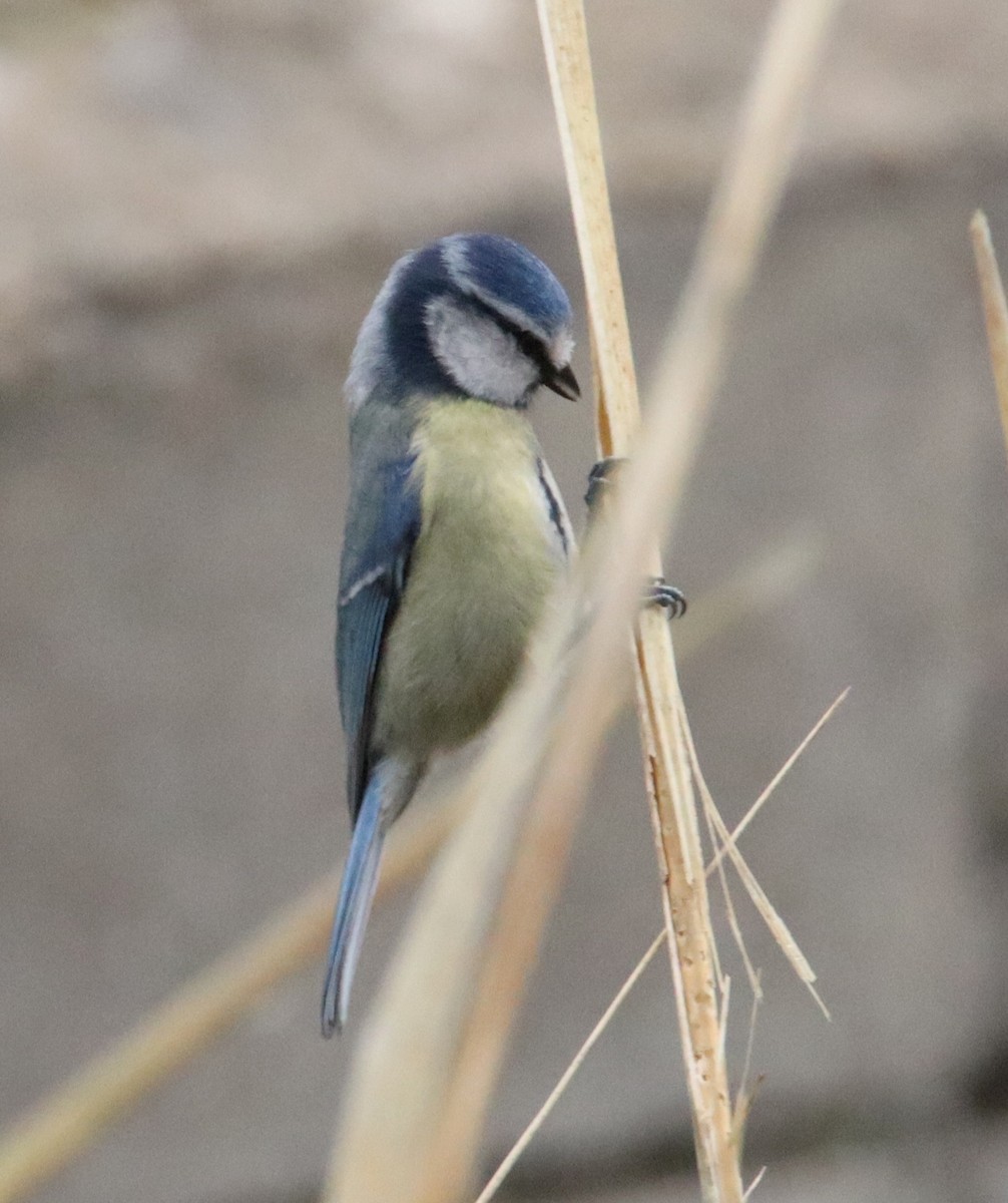 Amilotx urdin europarra - ML646571715