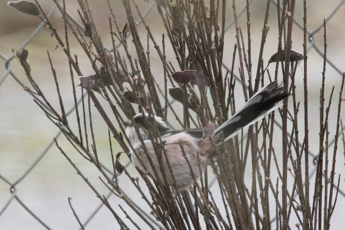 Buztanluze arrunta - ML646571719