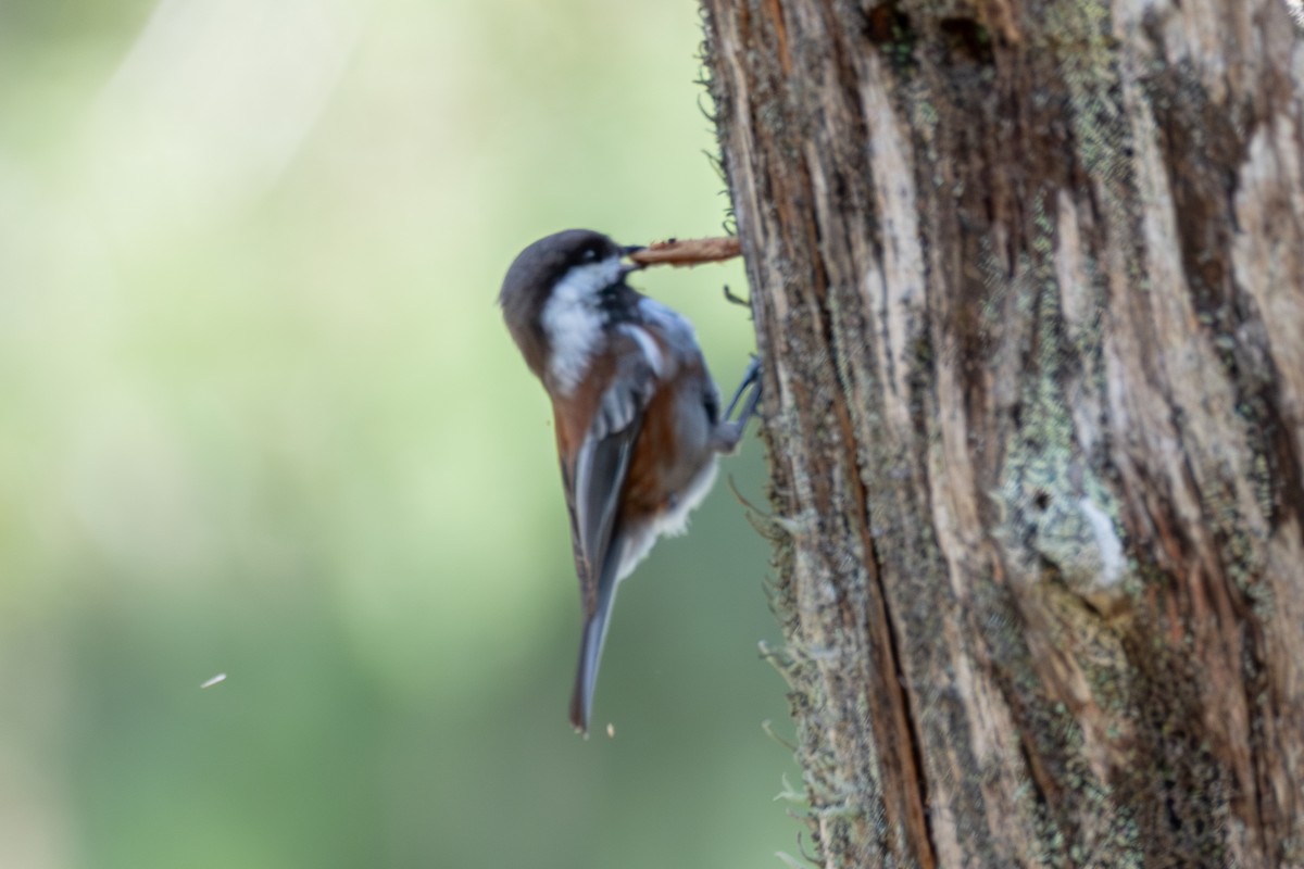 Chestnut-backed Chickadee - ML646571721